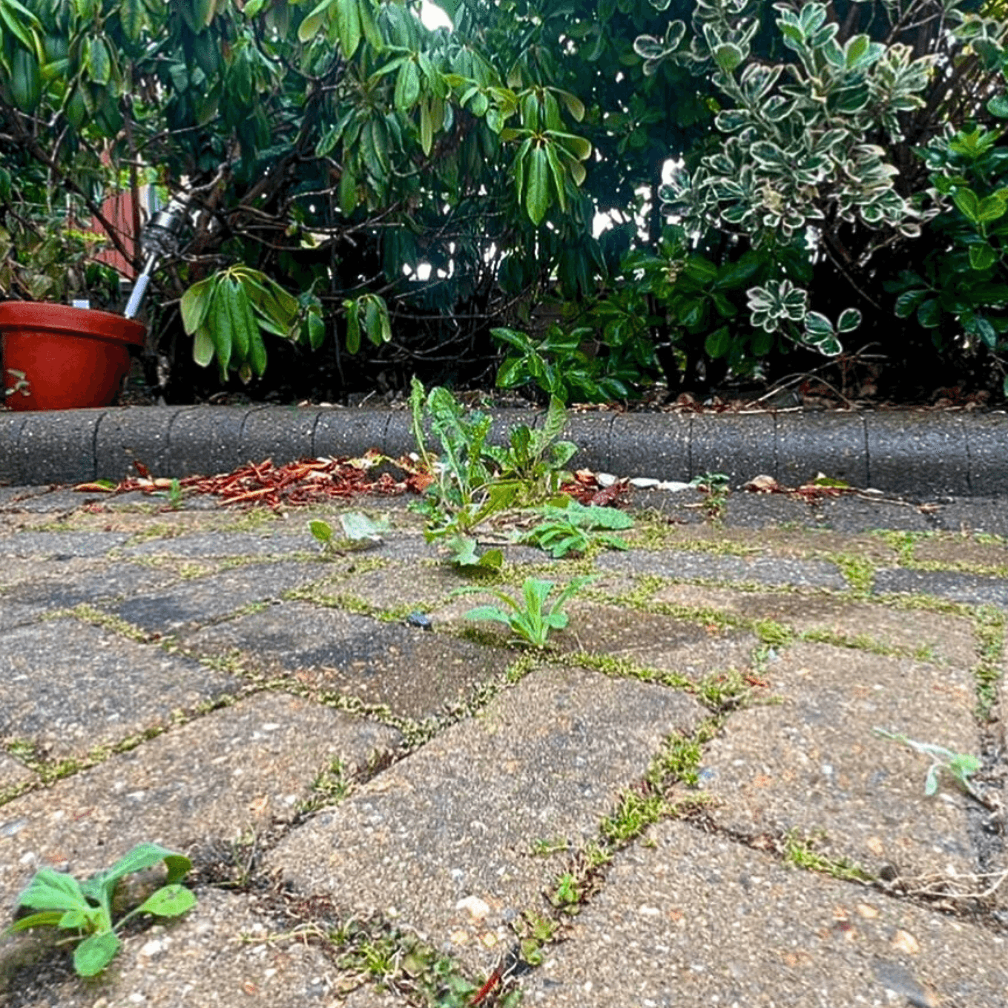 Weed removal service